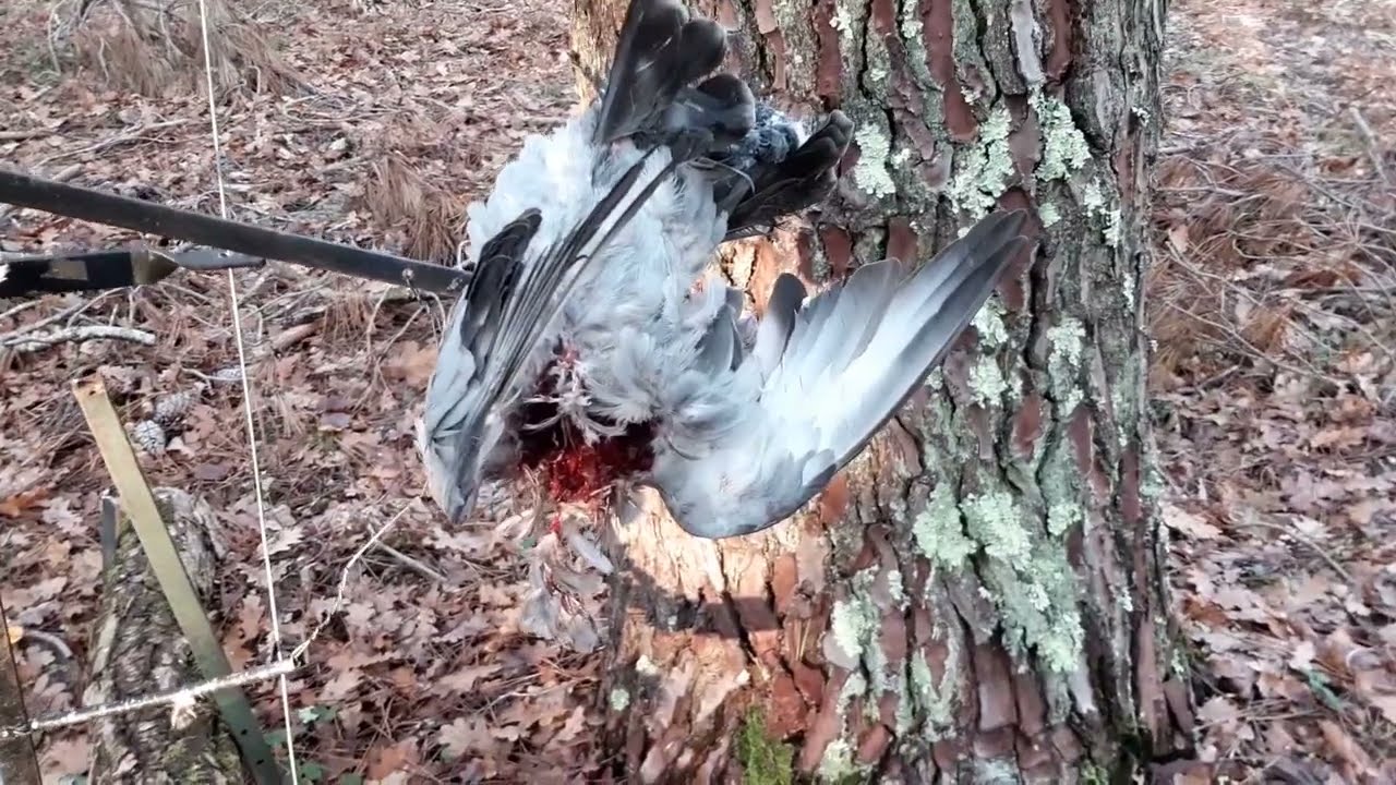 palombe.org - Attaque d'un pigeon par la buse