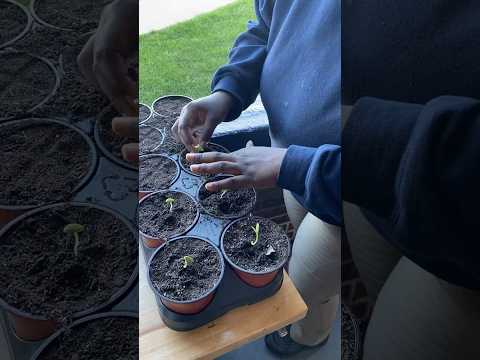 Digging Holes for Raised Beds and Transplanting at SailFuture Academy in St Pete, Florida