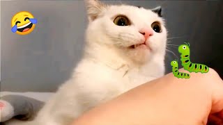 The Funniest Acts Of Cat's And Dog's | Videos Of The Funniest Animals Part 2