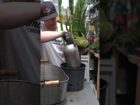 Video: Moet ik verpotte planten water geven?