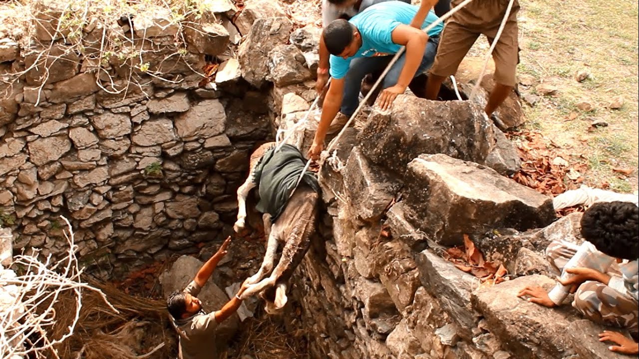 Donkey falls and is trapped in a pit, rescued just in time YouTube