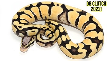 Desert Ghost Ball Python clutch 2022!