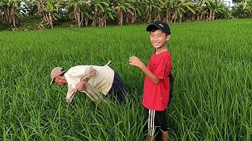 Cắm câu cá lóc trên đồng lúa non dính con nào con nấy thấy mà mê