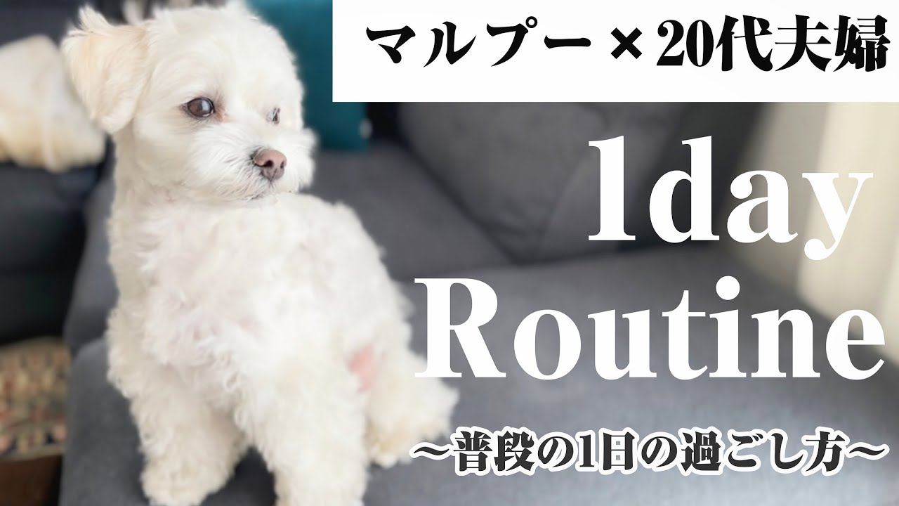 起床から就寝まで愛犬の1日ルーティーンに密着！【マルプー