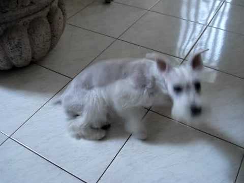 Schnauzer Miniatura Blanco Camila 2 Youtube