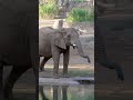 Tune into the new Elephant Valley Live Cam 🎥