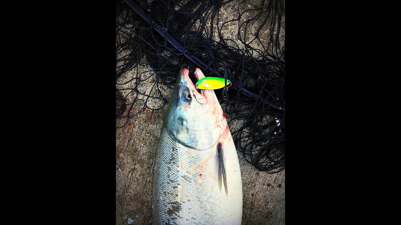 Fishing with Xai Pier Fishing for Salmon YouTube