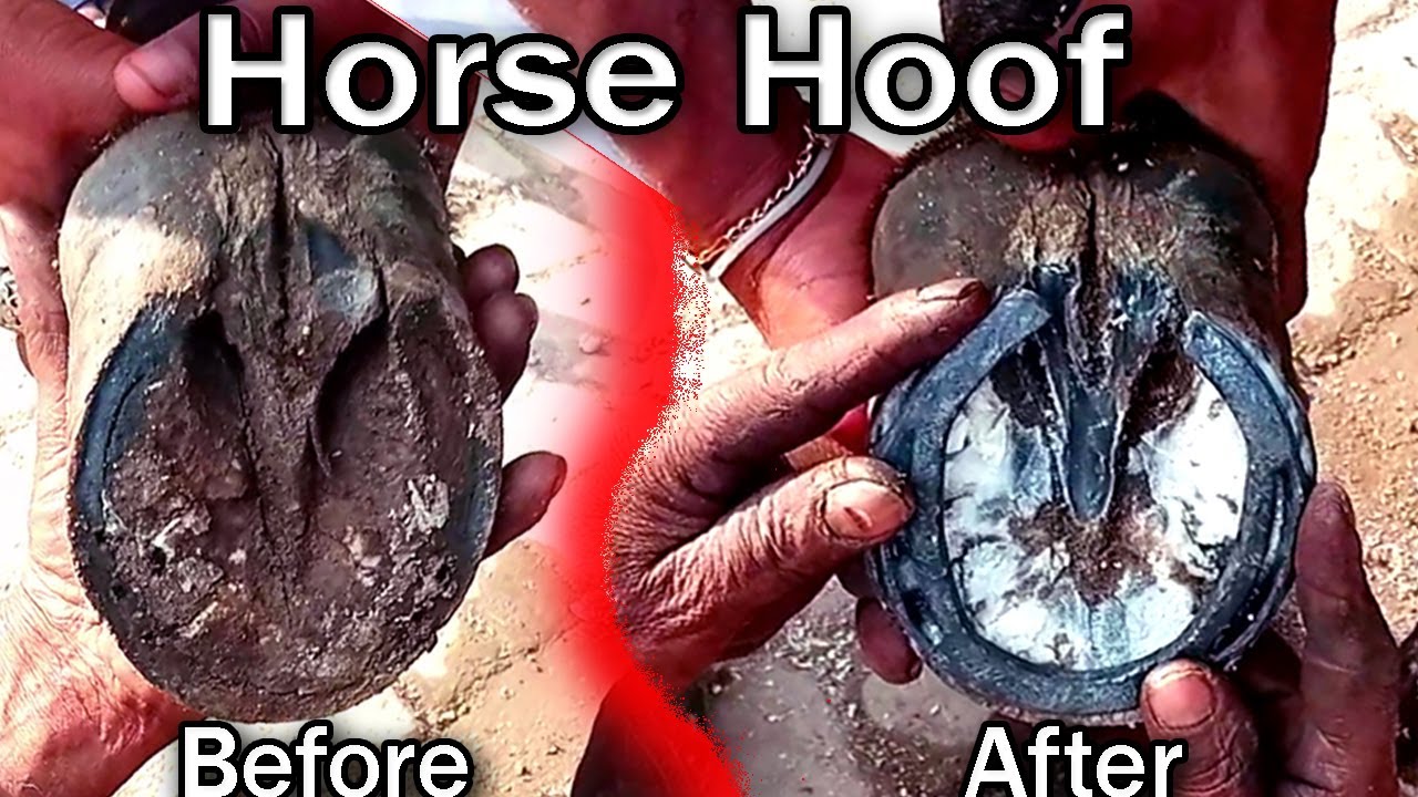 Rastoration Satisfying Horse Hoof, YouTube