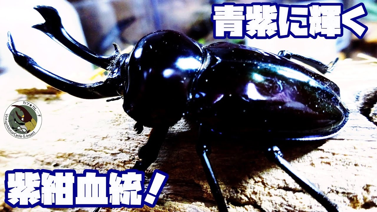 青紫に輝く珍しいクワガタをお迎えしました！「カツ☆ガレーヂカブクワ