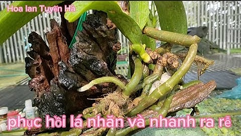Cách phục hồi cây lan ngọc điểm nghinh xuân bị nhăn lá khi mới trồng - Chăm sóc lan