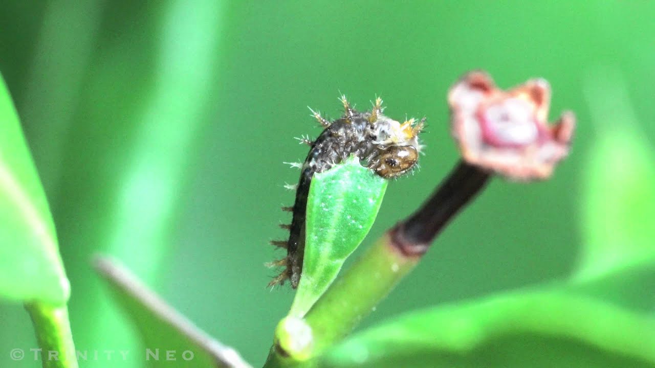 That's How A Lime Caterpillar Feeds YouTube