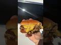 Buns B Smashin: Unveiling the Delectable World of Japanese A5 Wagyu Smash Burgers | Food Review