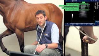 IMV imaging Ultrasonography of the Distal Limb video 6 - The proximal metacarpus - zones 1A & B