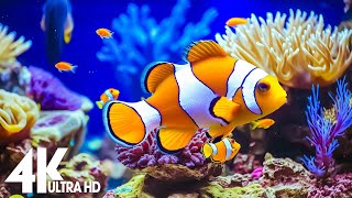 Aquarium 4K VIDEO (ULTRA HD) - Relaxing Music with Beautiful Coral Reef Fish - Relaxing Oceanscapes