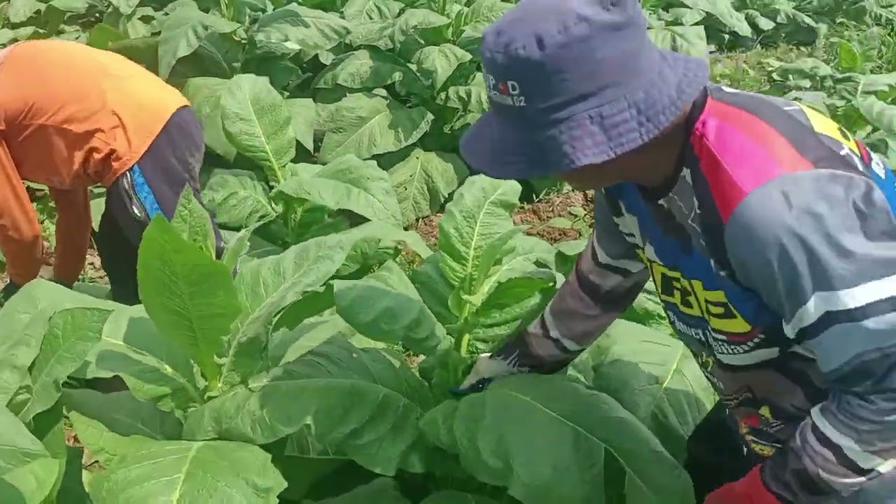 tobacco farming in the philippines FARMING: Le-learning sa dating Priority Crop ng Philippines! Kumikita ang Farmers Ngayon! FEATURE: Unknown to many, tobacco