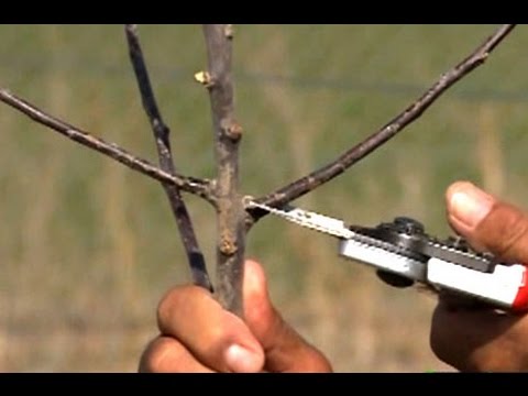 Video: Elma Ağacı Bakımı: O Kadar Kolay Değil
