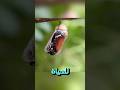 التحول المدهش كيف تتحول الدودة إلى فراشة