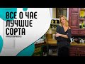 Роман с чаем! Лучшие сорта и обзор домашней коллекции | Мне это нравится! #101 (18+)