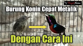 Tips Agar Burung Konin Cepat Mutasi Dari Ijoan Sampai Metalik