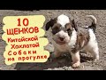 Банда На Прогулке, Щенки Китайской Хохлатой Собаки