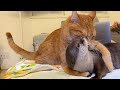 猫に抱きつかれ過ぎたカワウソの地味な仕返し Payback for an otter that was hugged too much by a cat.
