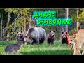 ДИКИЕ ЖИВОТНЫЕ / WILD ANIMALS