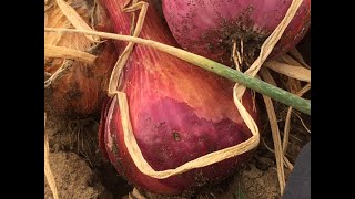 BRAVE PAYSAN CULTURE DE L' OIGNON VIOLET EN COTE D'IVOIRE