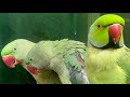 Talking Indian parakeets #asmr #parrot #talkingparot (Episode-81)