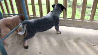 Blue Heeler Puppies For Sale