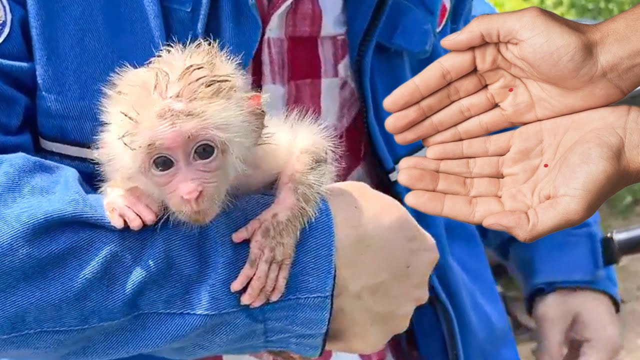 Rescuing a Newborn Baby Monkey and the Magical 300-Day Journey of Growth - Son Monkey