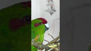 Глаза какарики😂😂 Гоша и Глаша #попугай #parrot #parrots #какарики