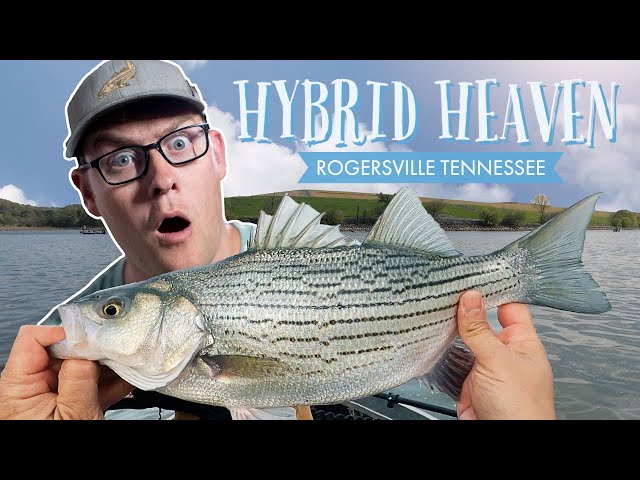 Spring Hybrid Bass (Rogersville Tennessee) 