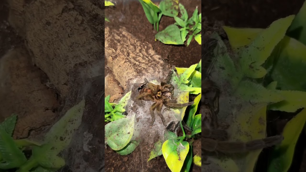 Neoholothele fasciaaurinigra feeding.