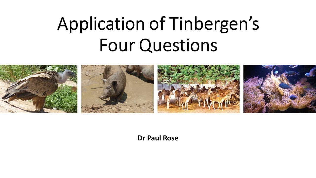 Tinbergen's Four Questions: Applications and a worked example - YouTube