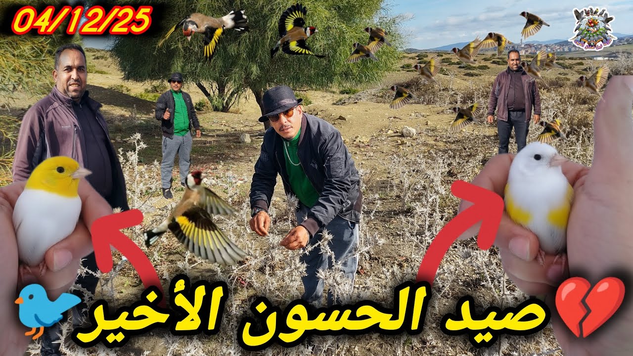 😭 رحلة الوداع صيد 🐦 الحسون (الموجع) قبل أن يختفي إنتهت الهجرة وأصبح الاستقرار 🚫💔