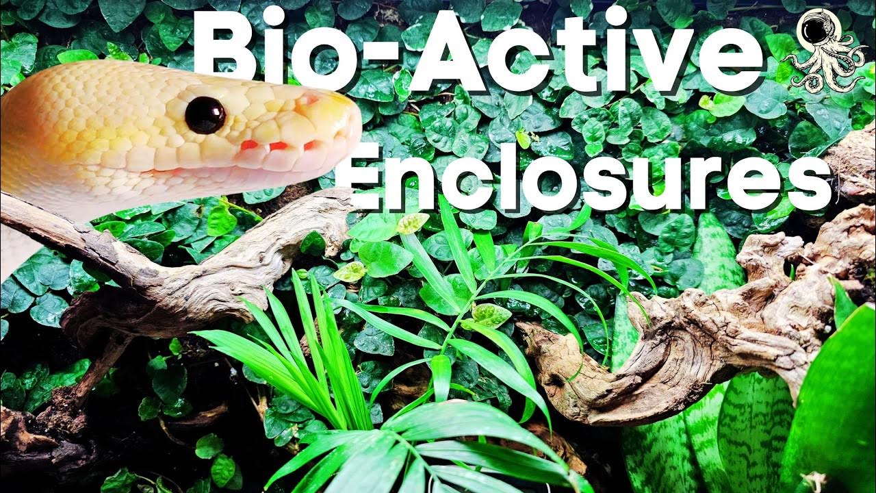 Make Bioactive Enclosures For Ball Pythons YouTube