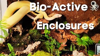 How To Bioactive Enclosures For Ball Pythons