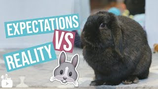 Expectations VS Reality BUNNY EDITION