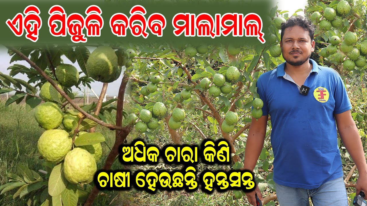 ଏହି ପିଜୁଳି କରିବ ମାଲାମାଲ୍ || How To Start Guava Farming In Odisha. #efarmingodisha #guava