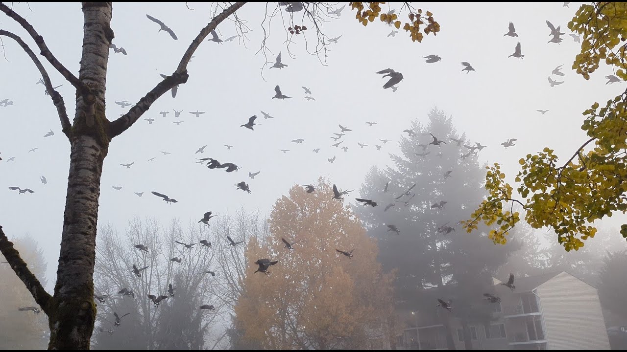 BEHOLD THE GOOSENING!