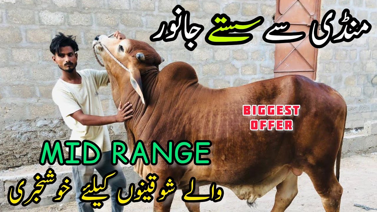Mandi Se SASATAY Janwar Mid Range Wale Shoqeeno K Liye Cow Mandi mandi-se-sasatay-janwar-mid-range-wale-shoqeeno-k-liye-cow-mandi