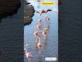 Flamingos Nature’s Pink Wonders #shorts #ytshorts #trending #flamengo