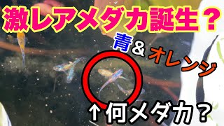 激レア！？こんなメダカ見たことない！？これ○○メダカです。。激レアメダカ誕生！？　メダカ睡蓮ビオトープ