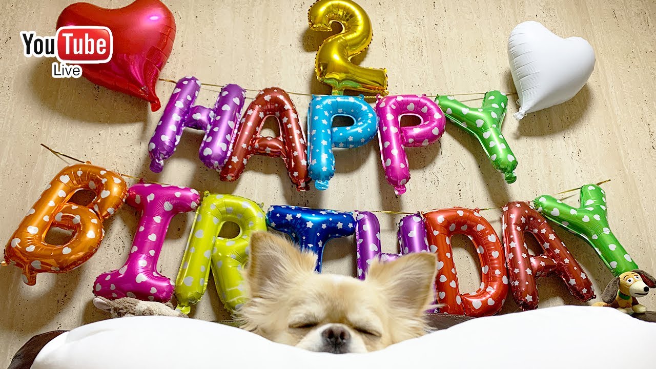 誕生日プレゼントを渡すと寝てしまう犬 2歳の誕生日記念生放送 チワワ Dog Chihuahua 的youtube视频效果分析报告 Noxinfluencer 誕生日プレゼントを渡すと寝てしまう犬 2歳の誕生日記念生放送 チワワ Dog Chihuahua 的youtube视频效果分析报告 Noxinfluencer