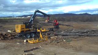Working White Pine