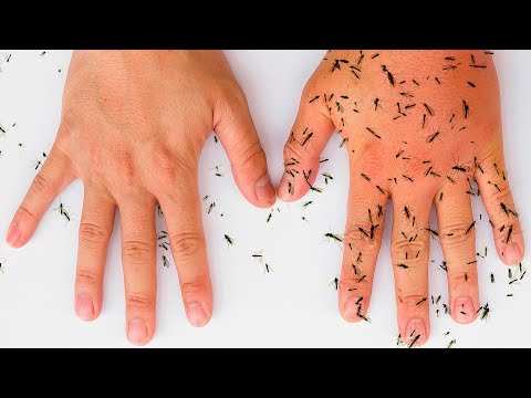 Video: Sivrisineklerden Nasıl Kurtulur? Onları Apartmanda Nasıl öldürürler Ve Neyden Korkarlar? Onları Korkutmak Ne Demek? Sivrisinekler Ne Kadar Yaşar Ve Nereden Gelirler?