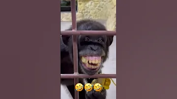 شامبنزي يضحك كأنه إنسان A Strange Chimpanzee Laughing E 