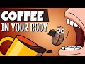 Inside Your Body When You Drink Coffee Organismo