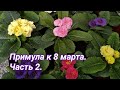 Примула к 8 марта! Часть 2/2.