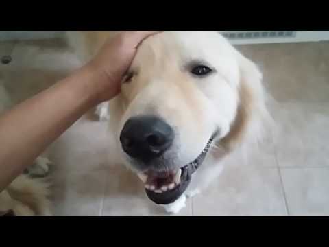 Video: Anjing Nakal: Jak & Daxter Baru Akan Melakukan 
